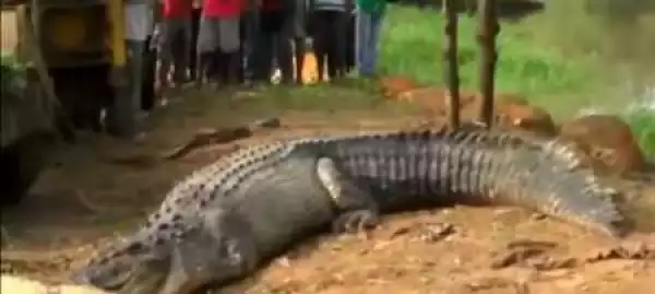 Omg! See the Monster 17ft Crocodile Found Near a River in Sri Lanka (Photos+Video)